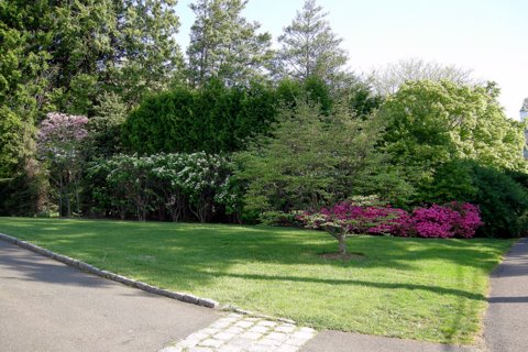 Spring Dogwood Azalea Viburnum