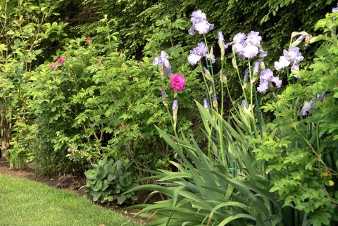 Summer Irises And Rose Roseraie De LHay