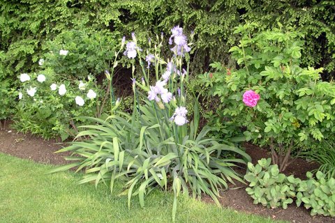 Summer Irises Roses